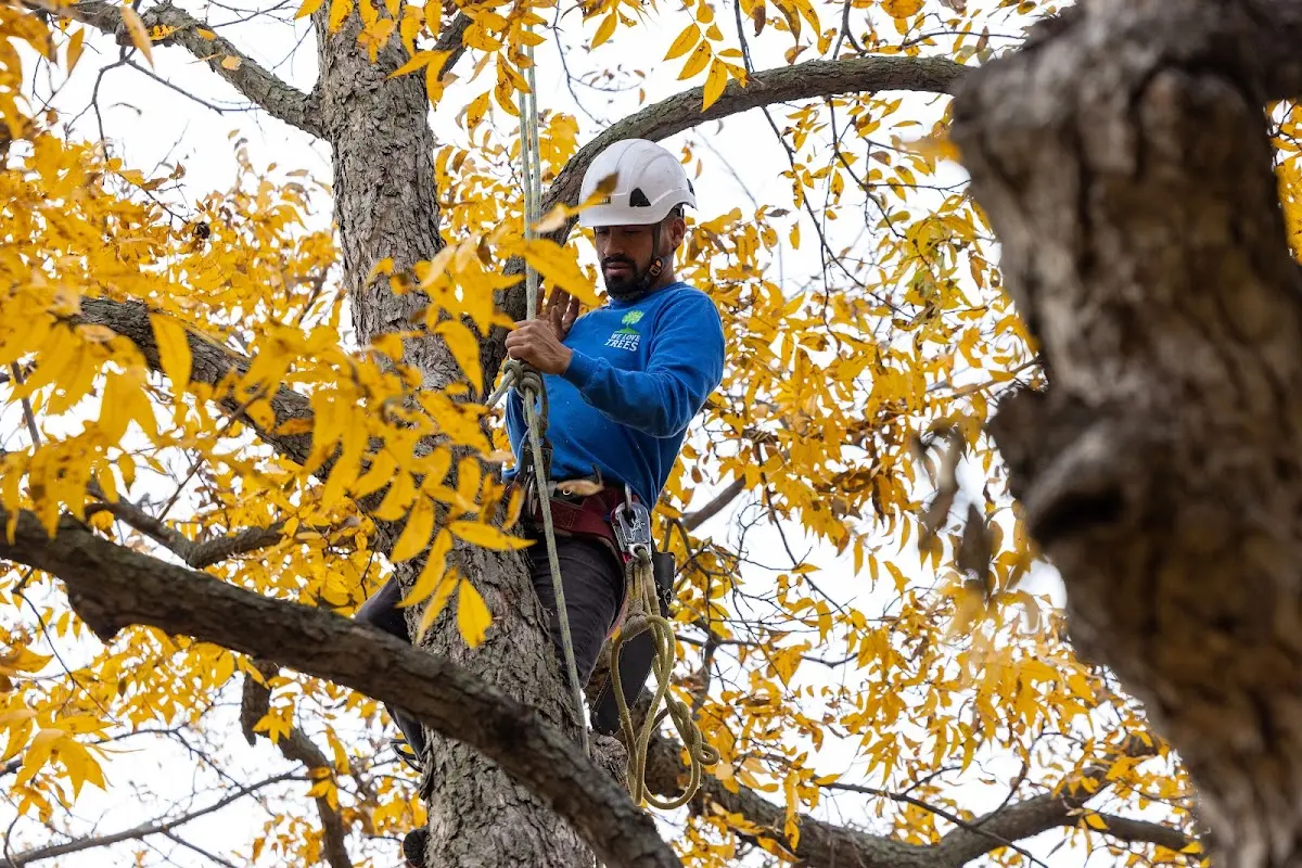 Skilled Tree Trimming crew working in Bee Branch